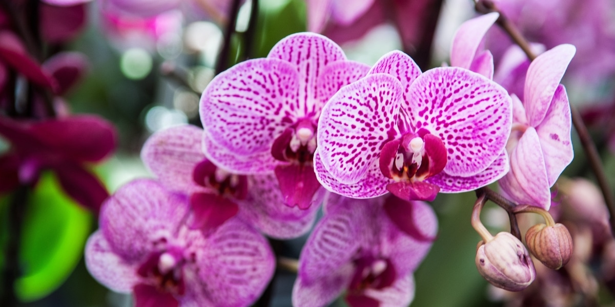 Leer hoe je je orchideeën keer op keer kunt laten bloeien: een ware uitdaging voor hobbytuiniers.