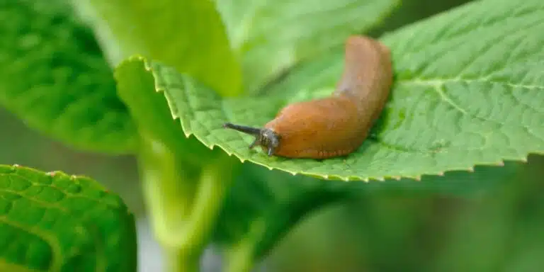 Ontdek de twee meest effectieve manieren om slakken uit je tuin te houden.