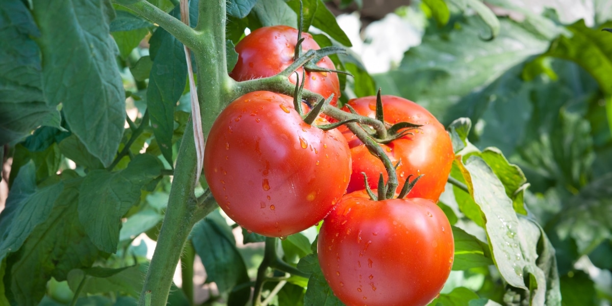 Ontdek het hippe fruit dat je deze zomer in je moestuin kunt telen en dat tomaten voorbijstreeft.