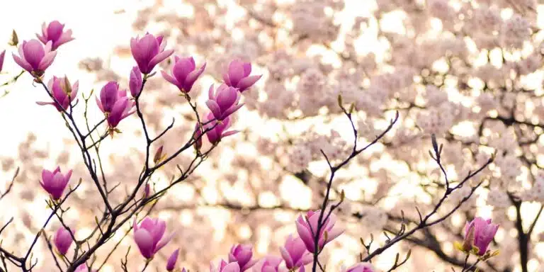 Magnolia in bloei en eetbare bloemen: tips voor een kleurrijke lentetuin