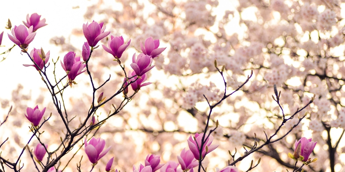 Magnolia in bloei en eetbare bloemen: tips voor een kleurrijke lentetuin
