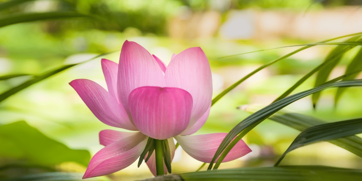 Deze bijzondere plant houdt je huis schoon en gezond – je wilt niet missen hoe!