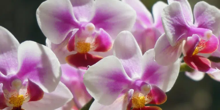 Geef je orchideeën een nieuwe leven met dit verrassende poeder dat je al in huis hebt!