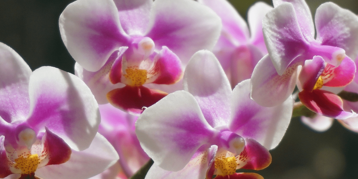 Geef je orchideeën een nieuwe leven met dit verrassende poeder dat je al in huis hebt!