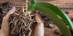 Geheimen voor gezonde orchideeën: deze worteltruc maakt een wereld van verschil!