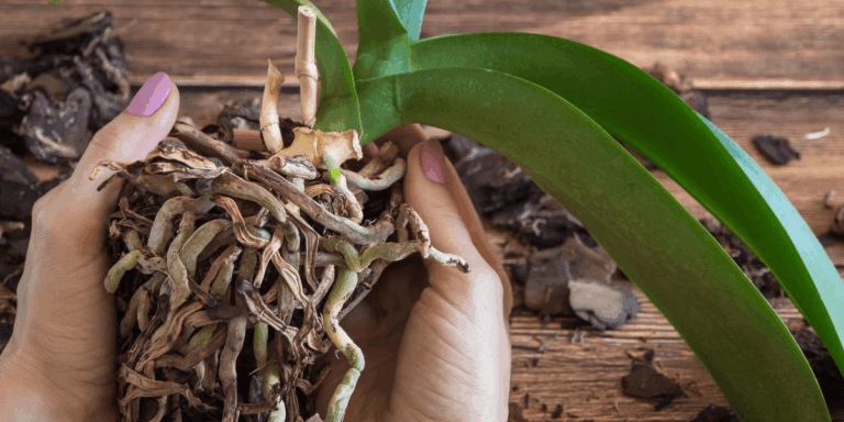 Geheimen voor gezonde orchideeën: deze worteltruc maakt een wereld van verschil!