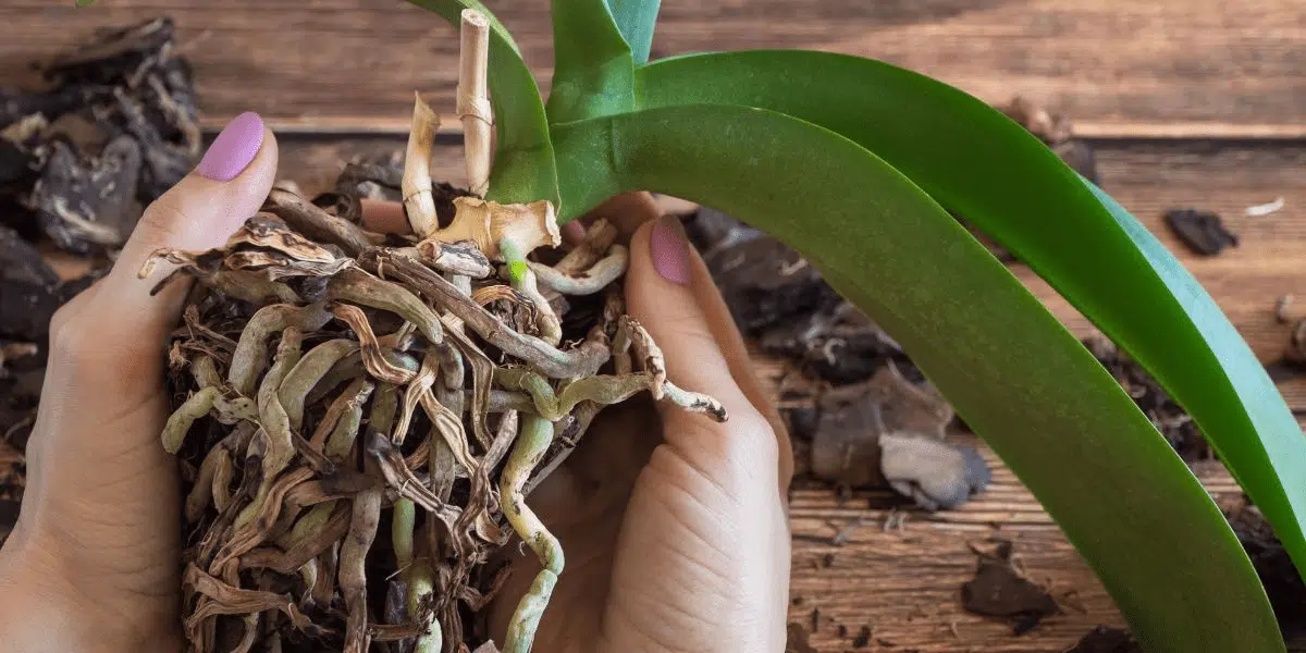 Geheimen voor gezonde orchideeën: deze worteltruc maakt een wereld van verschil!