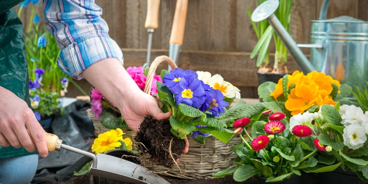 Zorg dat je tuin klaar is voor de zomer met deze handige tips voor gras en beplanting.