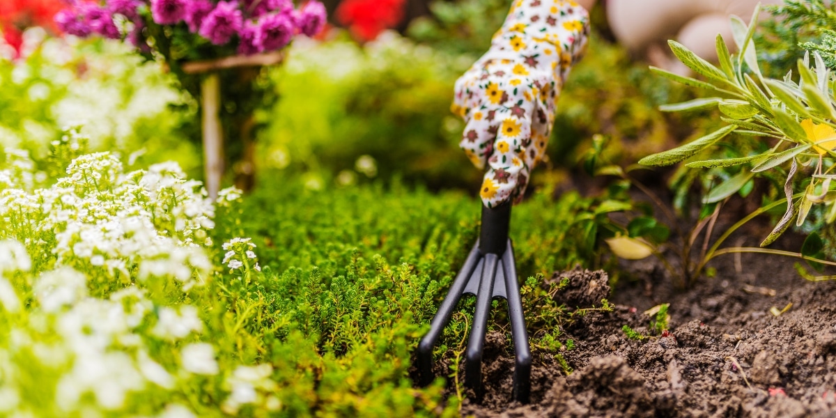Lente Tuinadviezen: Verticuteren, Bemesten en Buxus Onderhoud