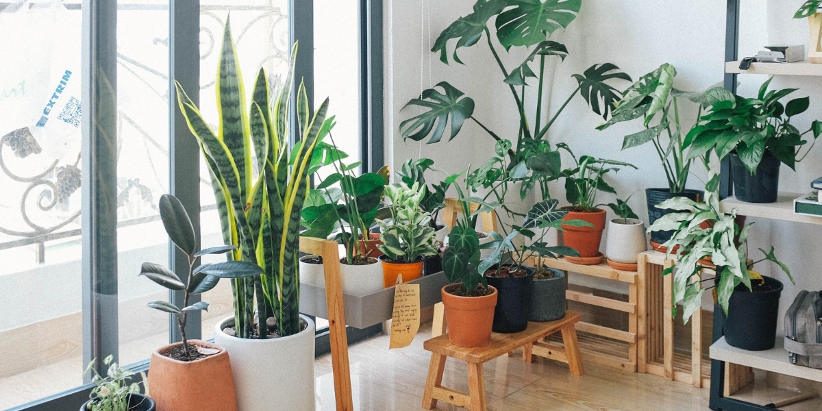 Mooi en onderhoudsvriendelijk: veilige planten voor je kat